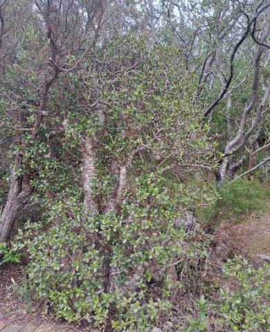 Crassula ovata at Silvermine